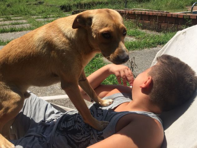 MINO, socievole cagnolino amico dei bambini - Foto 3