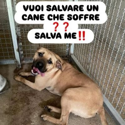 OTIS DEVASTATO DALLA SOFFERENZA CANE IN ADOZIONE