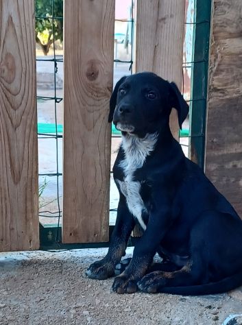 Milo e Ricky dolcissimi cuccioli in adozione - Foto 8