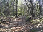 Bosco in vendita a Sassello