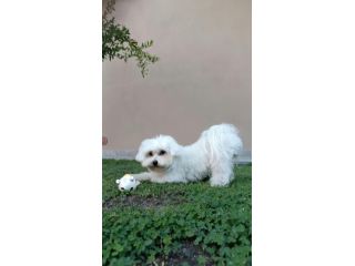 Splendido Maltese Maschio disponibile per Accoppiamento.