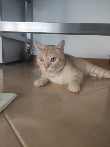 Gatto Orange