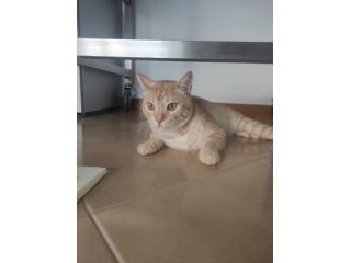 Gatto Orange