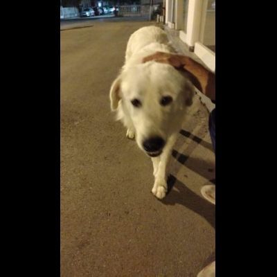 GIOVANE CANE IN ADOZIONE, DOLCISSIMO - Foto 3