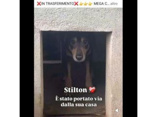 STILTON CERCA SALVEZZA CANE IN ADOZIONE