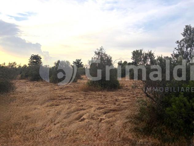 Uliveto in vendita a Gallipoli - Foto 15
