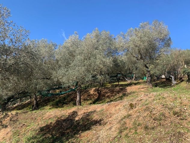 Terreno agricolo di 10.000 mq c,a - Foto 8