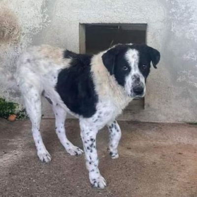 GIOBBE LO SGUARDO DELLA RASSEGNAZIONE. CAGNOLINO IN ADOZIONE - Foto 3
