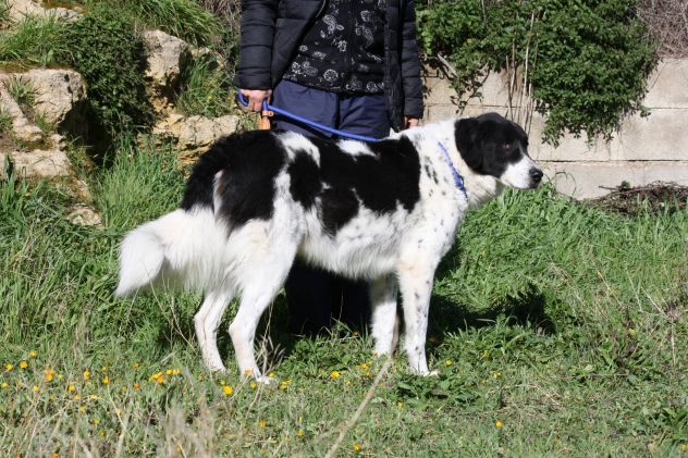 Sono Panda, ho un desiderio da tanto tempo,vorrei una famiglia anch'io..... - Foto 2