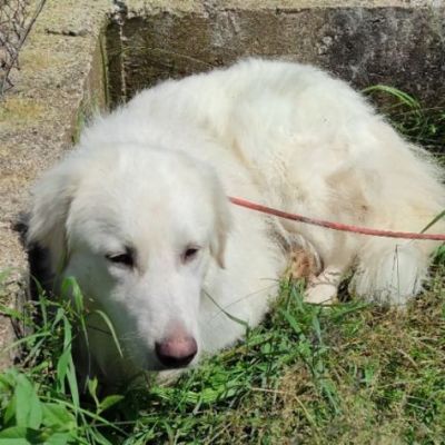 MATISSE, avvilito dal canile. CANE IN ADOZIONE - Foto 7