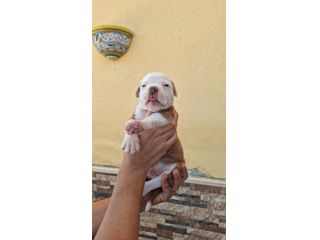 Cuccioli bulldog americano