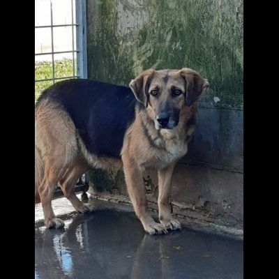 CAGNOLINA DA ADOTTARE - Foto 6