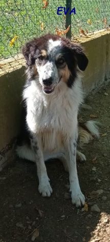 EVA 4anni timida pastorina - Foto 4