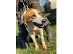 Zak -cagnolino dagli occhi magnetici-