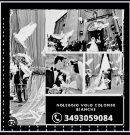 Lncio volo colombe bianche per matrimoni ed eventi in genere Napoli, e campania - Foto 2