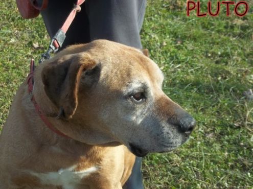 PLUTO, boxer in cerca di casa - Foto 4