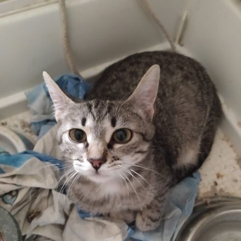 regalo gattina cucciola 6 mesi