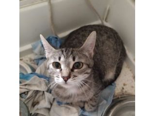 regalo gattina cucciola 6 mesi