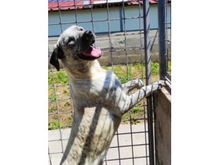 JAGO GIOCHERELLONE ED ALLEGRO CANE IN ADOZIONE