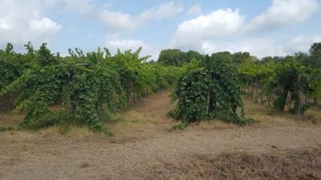 Seminativo in vendita a Santa Maria Imbaro - Foto 2