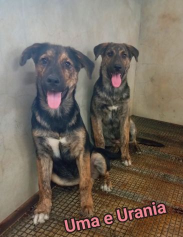 UGO, gioioso e dolcissimo, cucciolo in adozione - Foto 7
