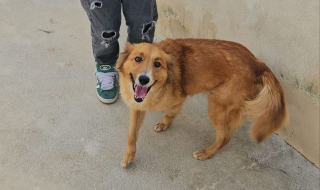 Stefi: 2 anni taglia contenuta - Foto 3