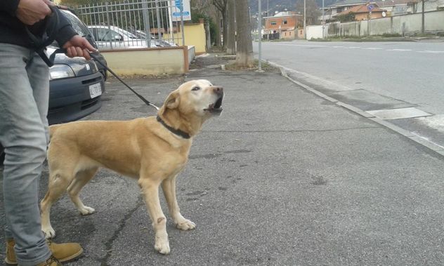 LAIKA, labrador dolcissima cerca casa - Foto 3