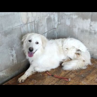 MATISSE, avvilito dal canile. CANE IN ADOZIONE - Foto 6