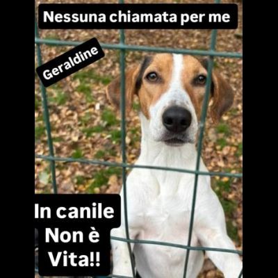 GENEVIEVE E GERALDINE 15 KG PER DUE, DALLA STRADA AL CANILE ADOZIONE - Foto 3