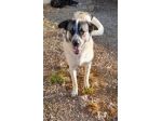 Macchia 2anni vive solo in 1recinto..lo aiutiamo a trovare casa?NAPOLI