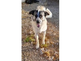 Macchia 2anni vive solo in 1recinto..lo aiutiamo a trovare casa?NAPOLI