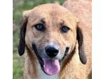 TENERA CAGNOLINA DA ADOTTARE