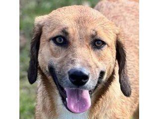 TENERA CAGNOLINA DA ADOTTARE