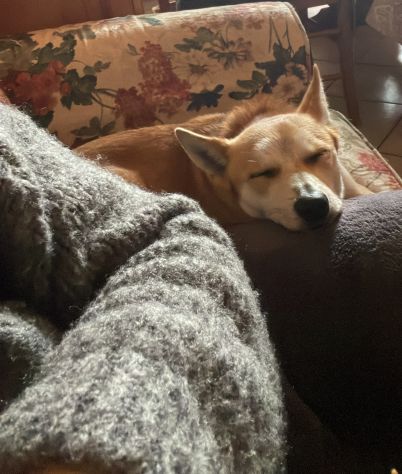 Milo, cagnolino con carattere complicato cerca persona esperta e paziente - Foto 4