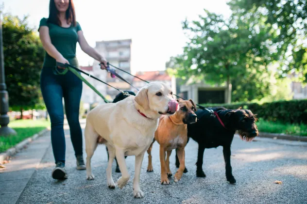 Dog Sitter