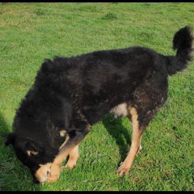 CAMBIA IL DESTINO DI CHI NON PUO' PARLARE, CANE IN ADOZIONE - Foto 9