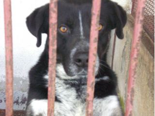 GEREMIA, bravissimo ed affettuoso cagnolino
