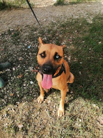 Sasha 3anni mix Pitbull color miele 1occhio azzurro.CASERTA - Foto 3