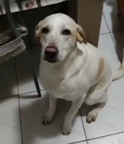 Mix Segugia/Setter 5anni mollata 2anni fa.ROMA - Foto 3