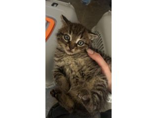 Regalo gattini urgentemente