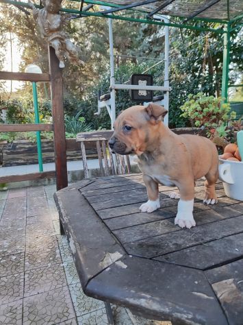 Cucciolo Amstaff con pedigree - Foto 4