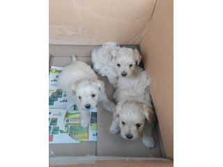 Cuccioli Maltipoo in offerta