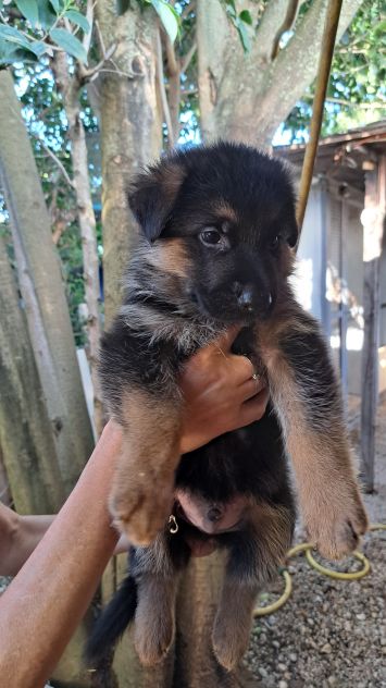 Cuccioli di pastore tedesco - Foto 6