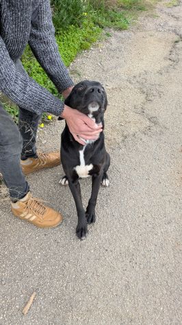 Giovane simil-Amstaff in cerca di famiglia - Foto 8