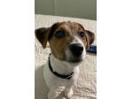 Vendo jack russell terrier 2 anni