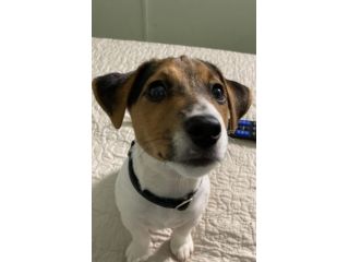 Vendo jack russell terrier 2 anni