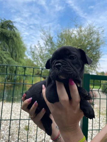 Cuccioli di Bouledogue Francese - Foto 5