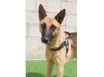 UN CUCCIOLONE CON IL CUORE SPEZZATO SPENCER – PASTORE MALINOIS 18 mesi
