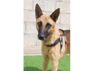 UN CUCCIOLONE CON IL CUORE SPEZZATO SPENCER – PASTORE MALINOIS 18 mesi