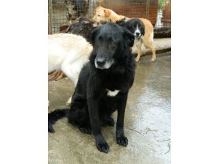 BORA, una cagnolona buonissima